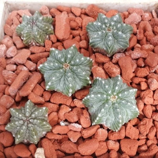 Изображение Ацтекиум Риттера  - Aztekium ritteri 