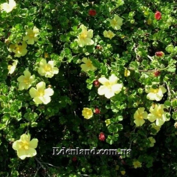 Зображення Павонія обгризена - Pavonia praemorsa