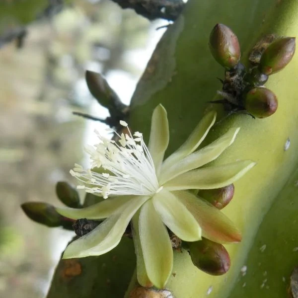 Зображення Міртилокактус геометричний - Myrtillocactus geometrizans 