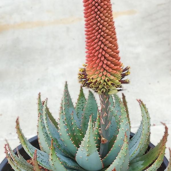 Зображення Алое Пеглер - Aloe peglerae