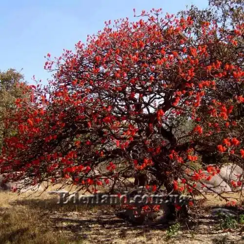 Зображення Еритріна абіссінська - Erythrina abyssinica