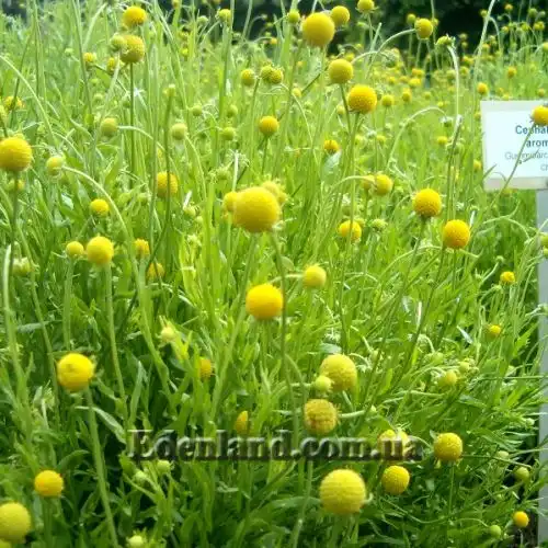 Изображение Цефалофора ароматная - Cephalophora aromatica