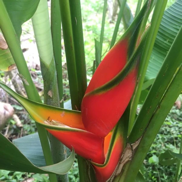 Зображення Геліконія біхай 'Lobster Claw Two' - Heliconia bihai 'Lobster Claw Two' 
