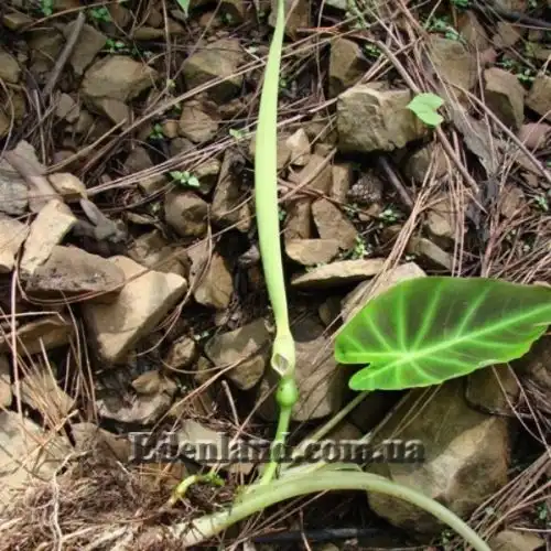 Изображение цветок