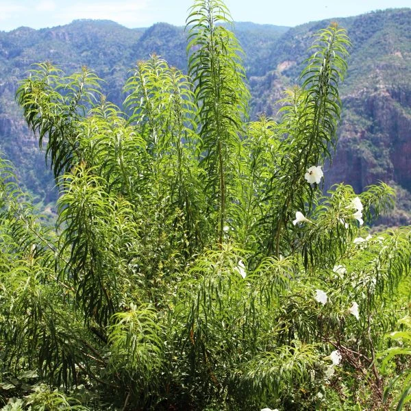 Изображение Ипомея хилопсисовидная  - Ipomoea chilopsidis