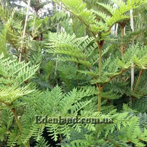 Изображение Ломатия ржавая - Lomatia ferruginea