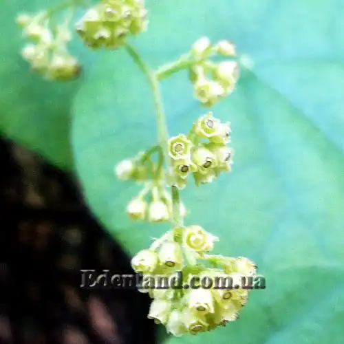 Изображение Тилиакора трёхтычинковая - Tiliacora triandra 