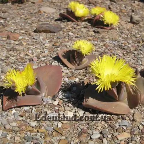 Изображение Хейридопсис своеобразный - Cheiridopsis peculiaris