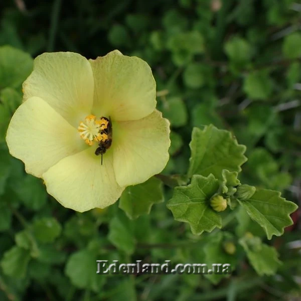 Зображення Павонія обгризена - Pavonia praemorsa