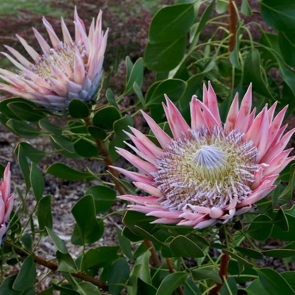 Изображение Протея цинаровидная  - Protea cynaroides