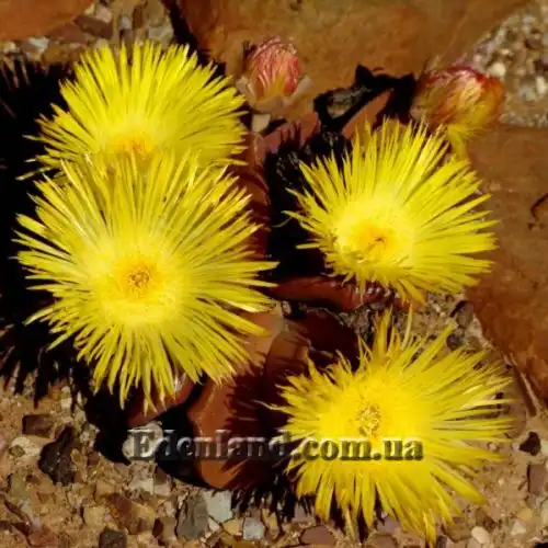 Изображение Хейридопсис своеобразный - Cheiridopsis peculiaris