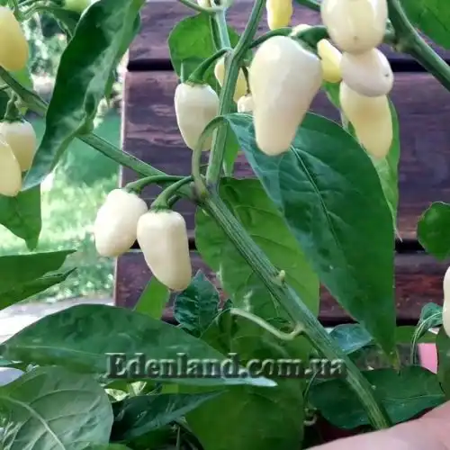 Изображение Перец Хабанеро белый  - Habanero White