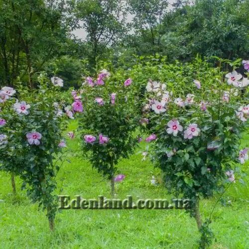 Изображение Гибискус сирийский (цвет - смесь) - Hibiscus syriacus