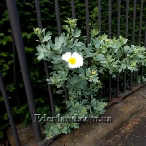 Изображение Ромнея Культера - Romneya coulteri