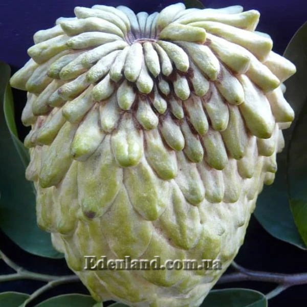 Изображение плод