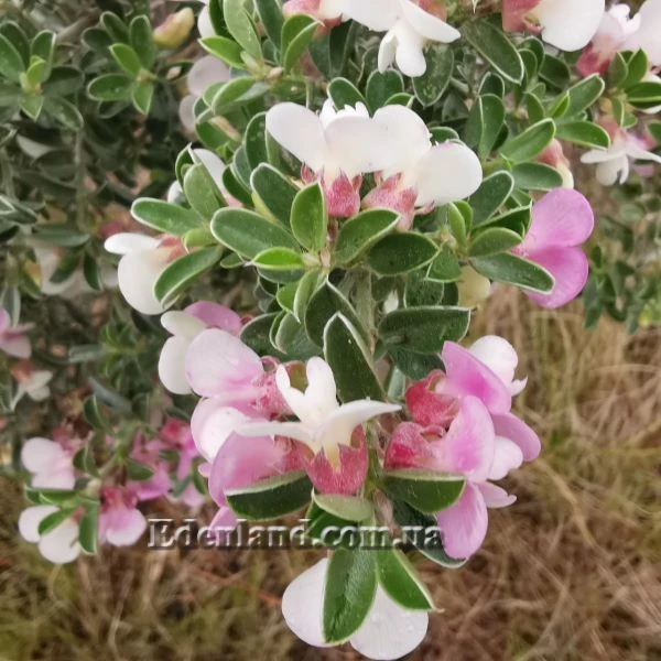 Изображение Подалирия миртолистная  - Podalyria myrtifolia