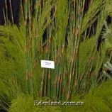 Изображение Родокома гигантская  - Rhodocoma gigantea