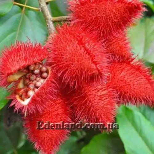 Изображение Бикса Орельяна - Bixa orellana red