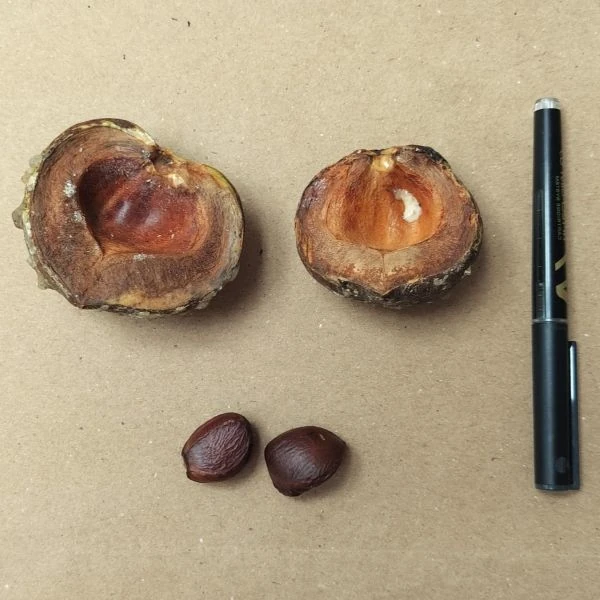 Зображення Мезуя залізна - Mesua ferrea 