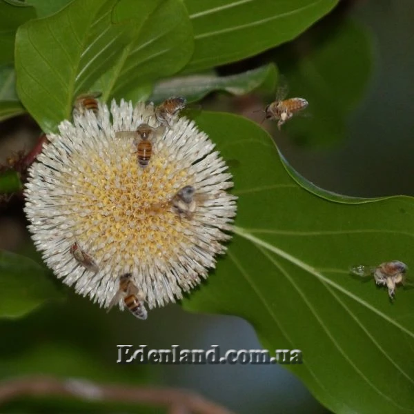 Изображение Науклея широколистная  - Nauclea latifolia