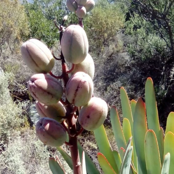 Изображение Кумара складчатая  - Kumara plicatilis