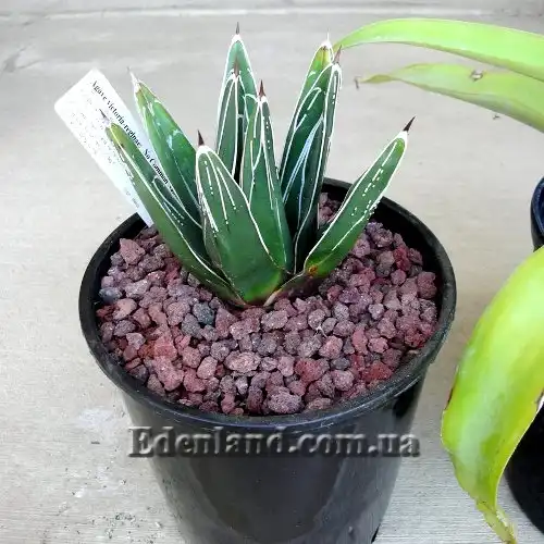 Зображення молода рослина