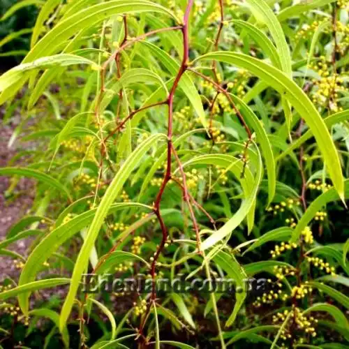Изображение Акация крупножелезчатая - Acacia macradenia