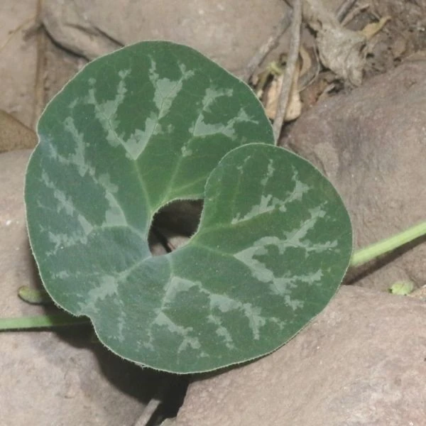 Зображення Хвилівник (Аристолохія) чилійський - Aristolochia chilensis 