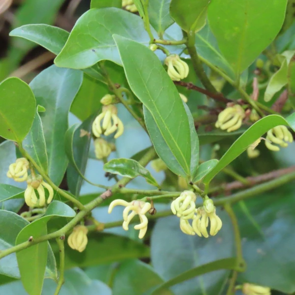 Изображение цветение