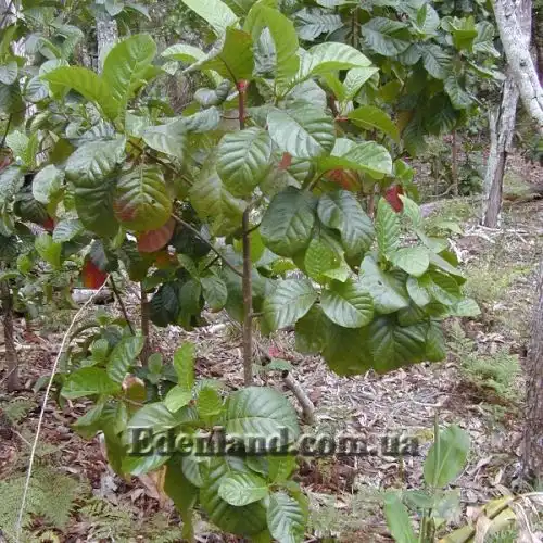 Изображение Цинхона пушистая - Cinchona pubescens