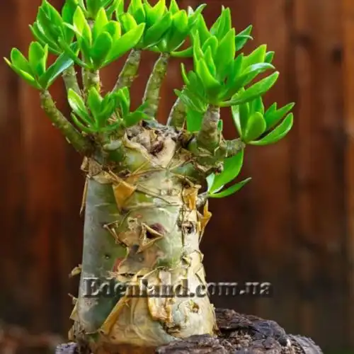 Изображение Тилекодон метельчатый  - Tylecodon paniculatus