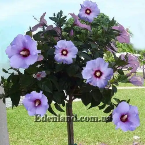 Изображение Гибискус сирийский (цвет - смесь) - Hibiscus syriacus