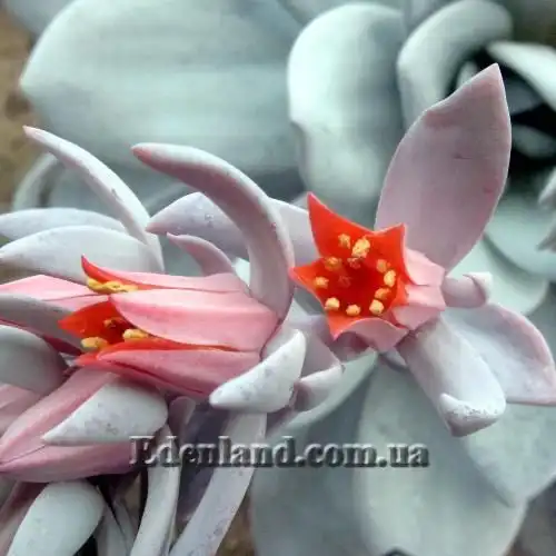 Изображение Эчеверия (Эхеверия) Лау - Echeveria laui