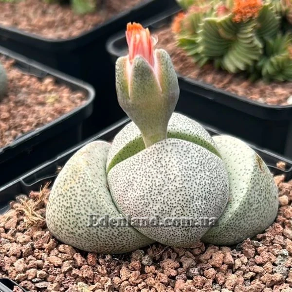 Плейоспилос Нела - Pleiospilos nelii