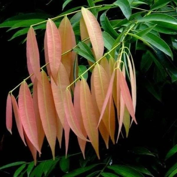 Зображення Мезуя залізна - Mesua ferrea 