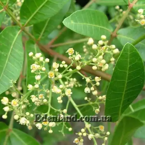 Изображение Шинус фисташколистный - Schinus terebinthifolius