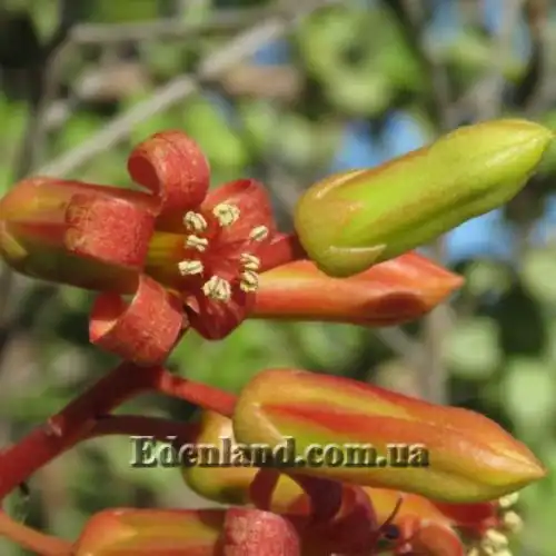 Изображение Тилекодон метельчатый  - Tylecodon paniculatus