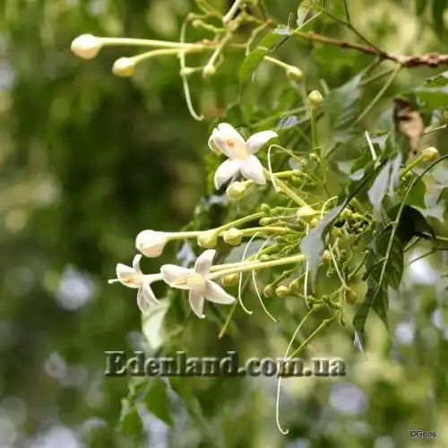 Изображение Миллингтония садовая - Millingtonia hortensis 