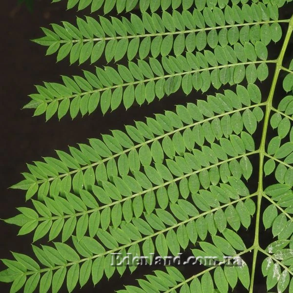 Изображение Жакаранда мимозолистная - Jacaranda mimosifolia