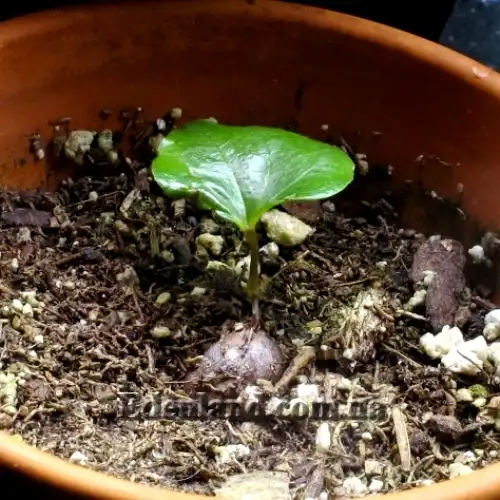 Изображение Диоскорея слоновая - Dioscorea elephantipes