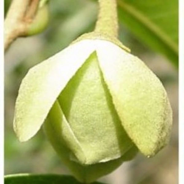 Изображение Увария кафрская  - Uvaria caffra 