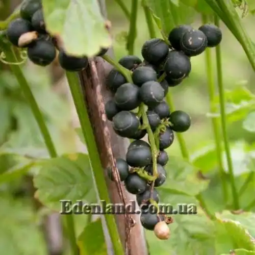 Изображение Гиностемма пятилистная - Gynostemma pentaphyllum