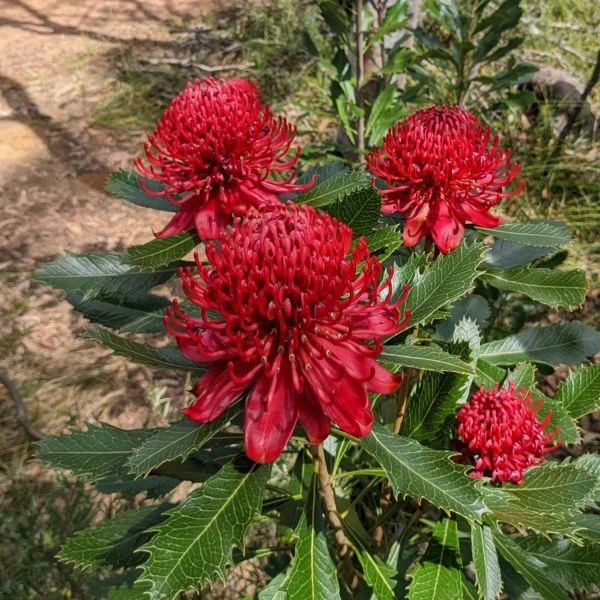 Зображення Телопея прекрасна - Telopea speciosissima 