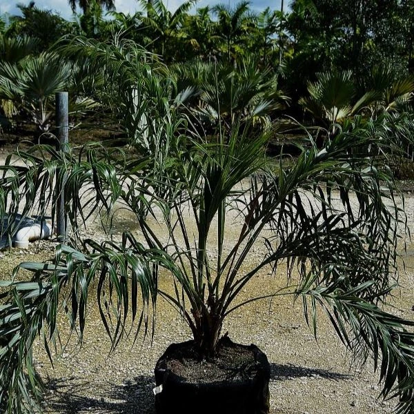 Зображення Алагоптера піщана - Allagoptera arenaria 