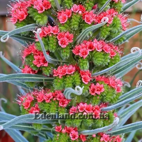 Изображение цветение