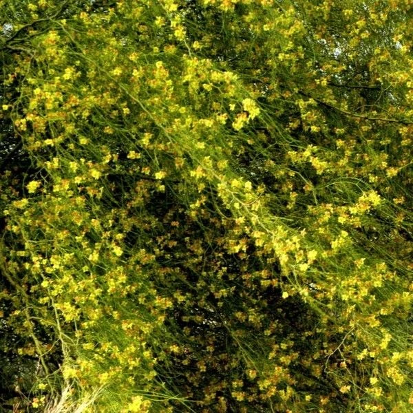 Зображення Паркінсонія шипувата - Parkinsonia aculeata 