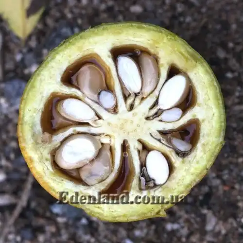 Изображение плод в разрезе