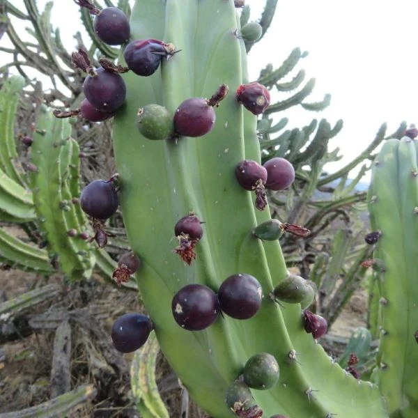 Зображення Міртилокактус геометричний - Myrtillocactus geometrizans 