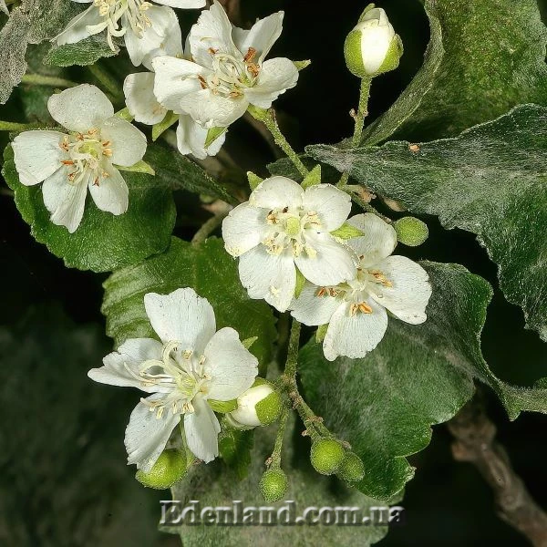 Зображення Домбея цимоза   - Dombeya cymosa