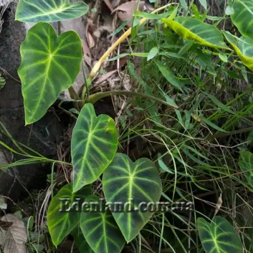 Изображение Ремусатия карликовая - Remusatia pumila